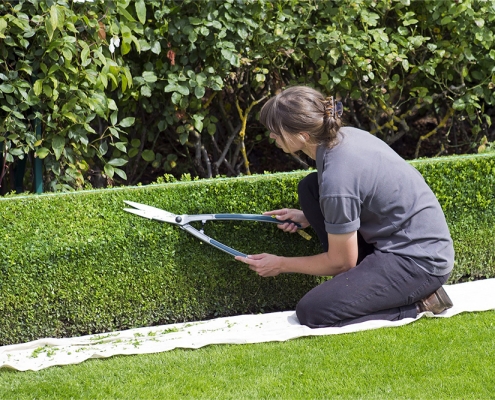 Hedge landscaping